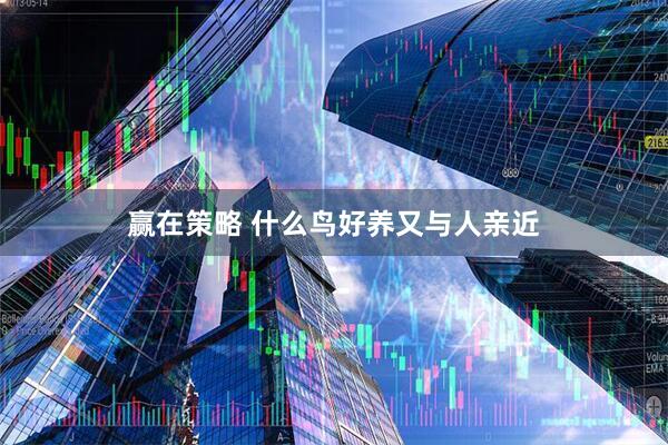 赢在策略 什么鸟好养又与人亲近